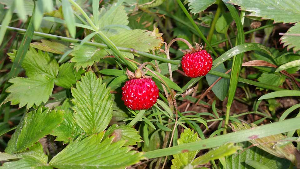Zwei Wilderdbeeren im Wald