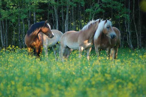 Eine kleine Herde Pferde auf einen Blumenwiese am Waldrand