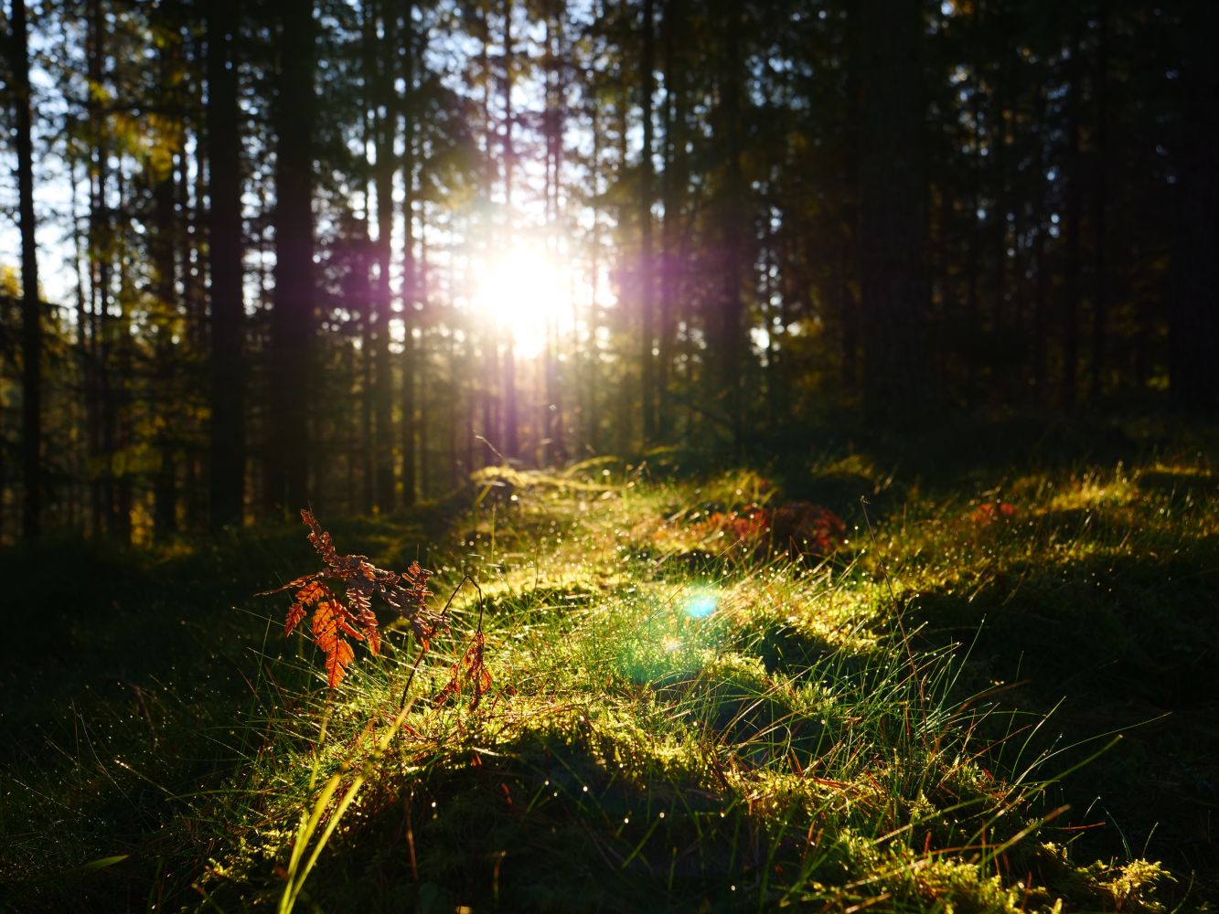 Wanderung im schwedischen Wald