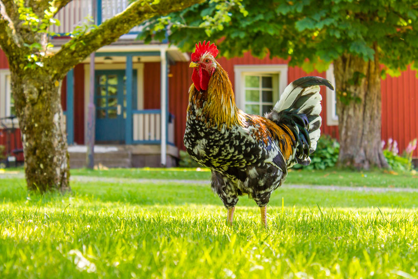 Ein schöner Hahn vor einem roten Schwedenhaus