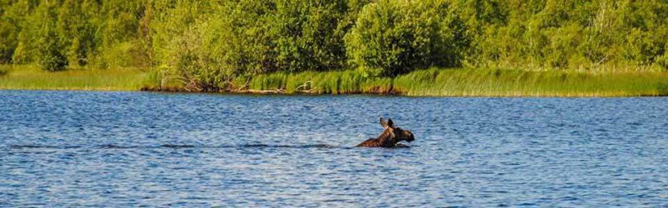 Ein schwimmender Elch durchquert einen sommerlichen See